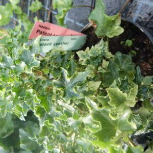 Hedera helix 'Patent Leather' - Ornamental ivy