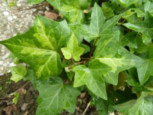 Hedera helix 'Peter'