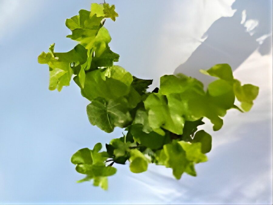 Hedera helix 'Peter Q Rose'