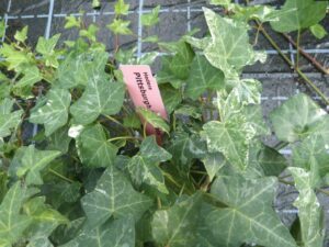 Hedera helix 'Pittsburgh Variegata'