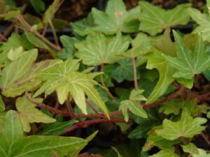 Hedera helix 'Pixie'