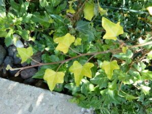 Hedera helix 'Renton gold'