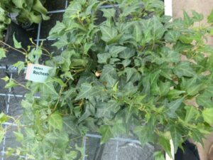 Hedera helix 'Rochester'