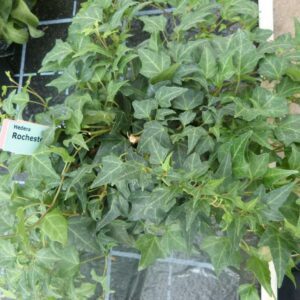 Hedera helix ‘Rochester’ – Lierre d’ornement