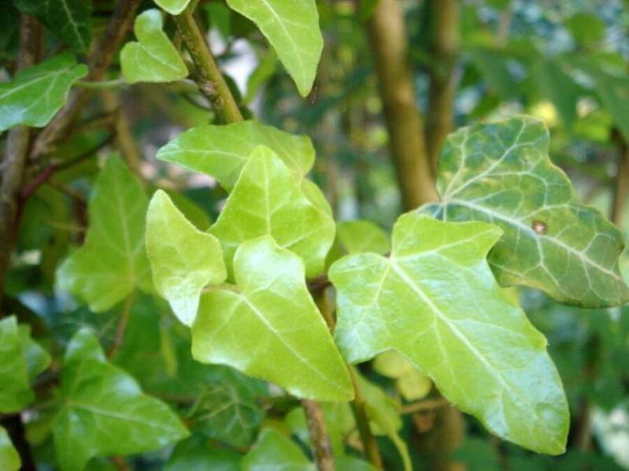 Hedera helix 'Russell's Gold'