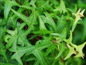 Hedera helix 'Sagittaefolia'