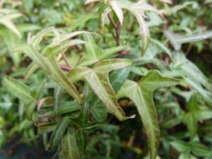 Hedera helix 'Sagittaefolia' Mutation 1