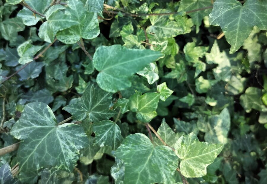 Hedera helix 'Schaefer Three'