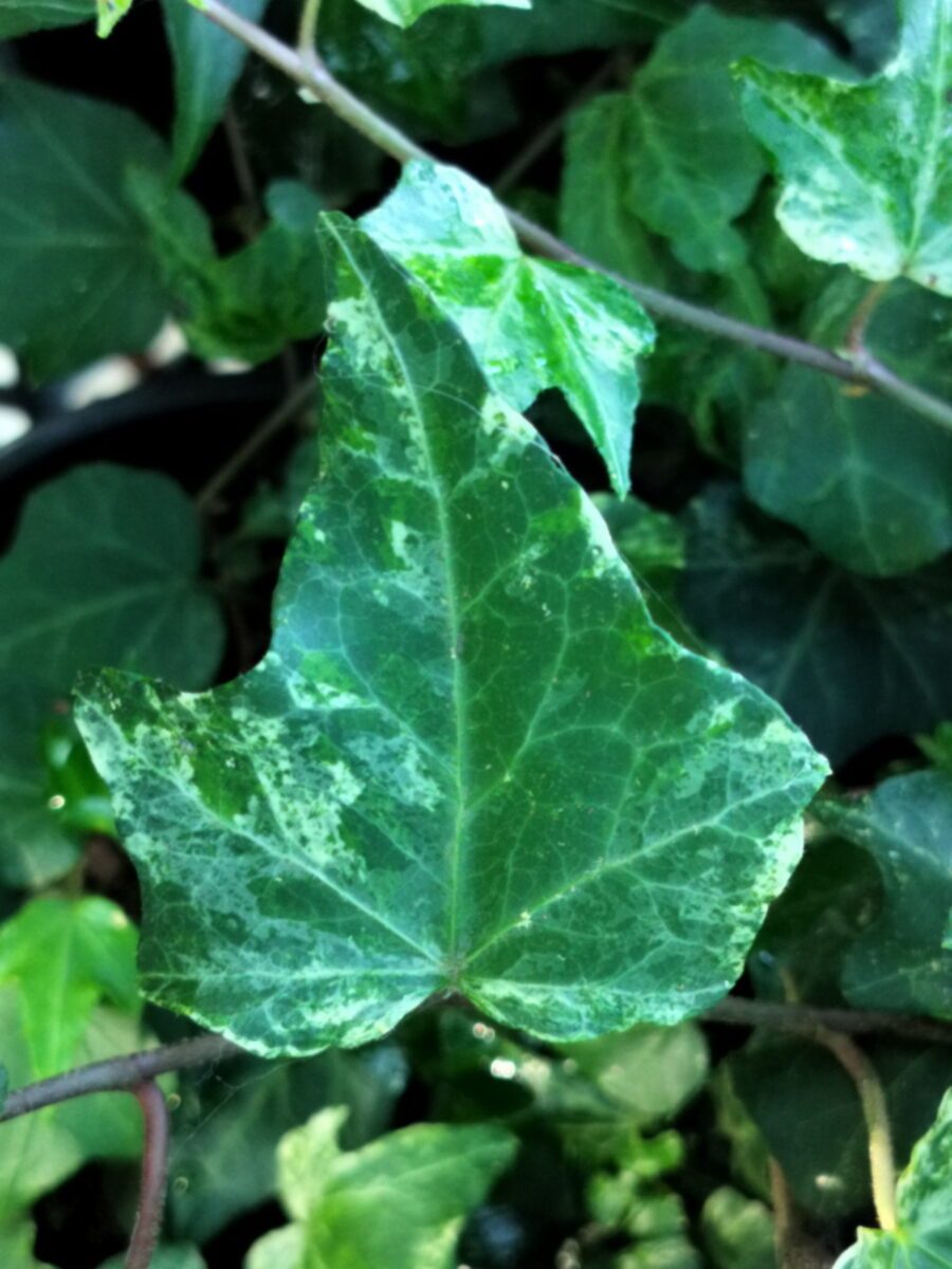 Hedera helix 'Schaefer Three'