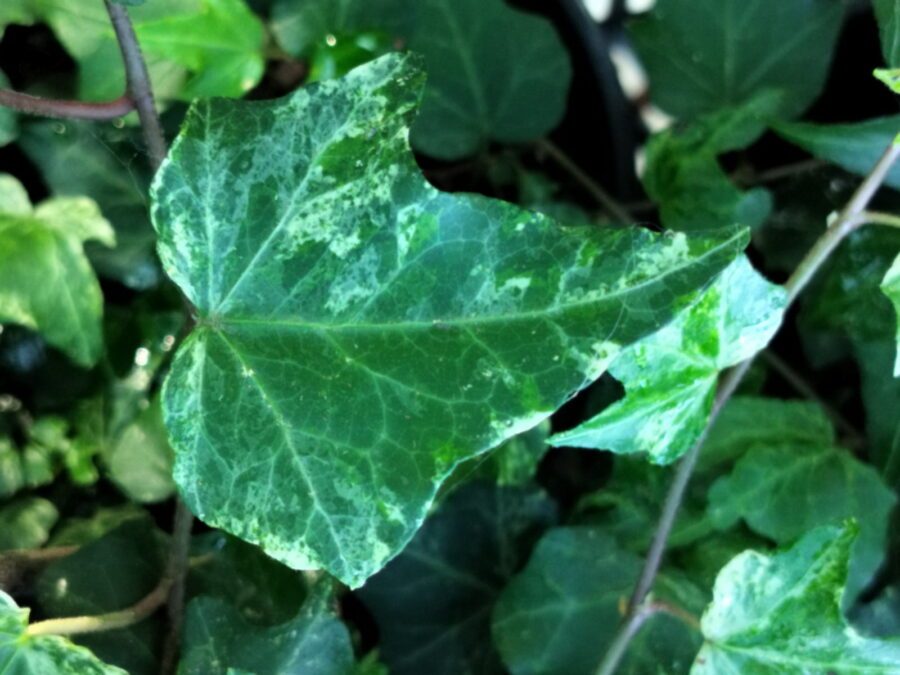 Hedera helix 'Schaefer Three'