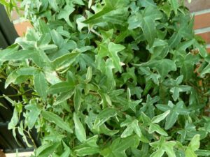 Hedera helix 'Silver Butterfly'