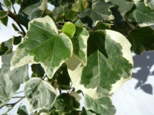 Hedera helix 'Silver Emblem'