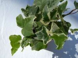 Hedera helix 'Silver Queen'