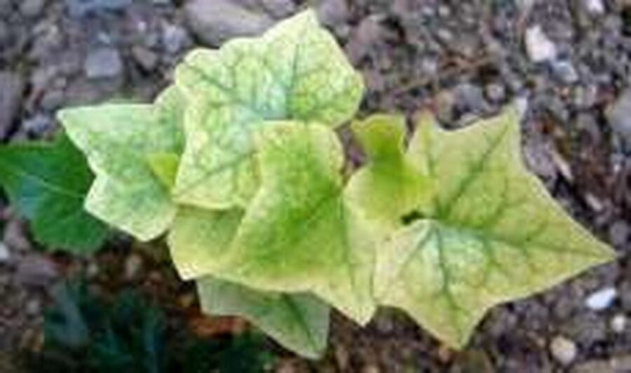 Hedera helix 'Sinclair Silverleaf'