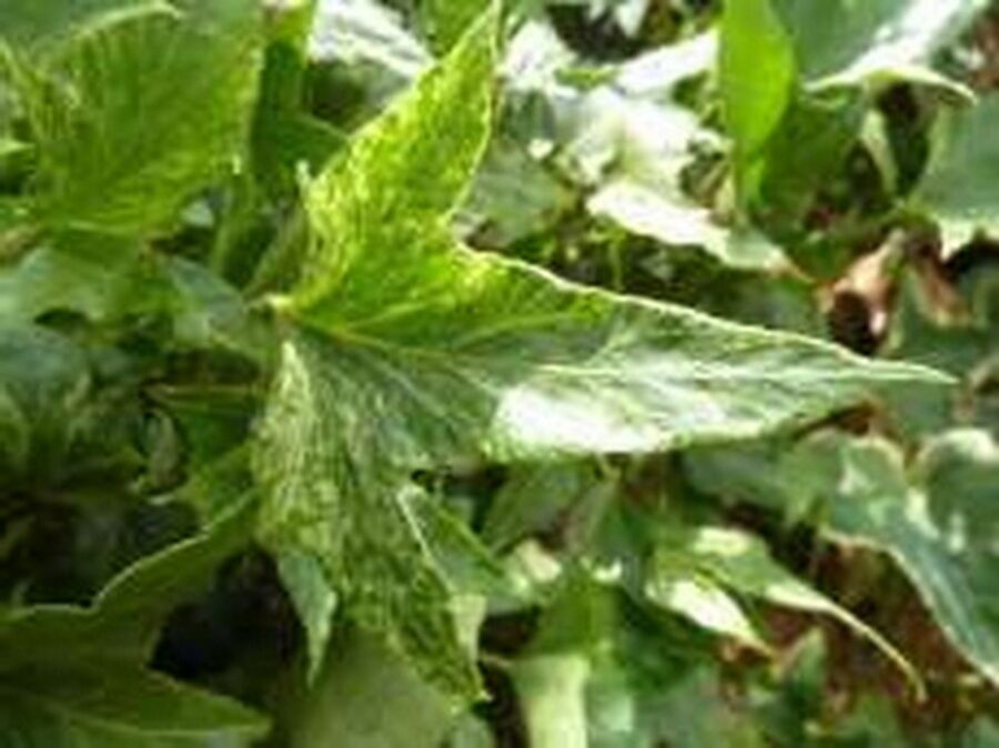 Hedera helix 'Spectre'