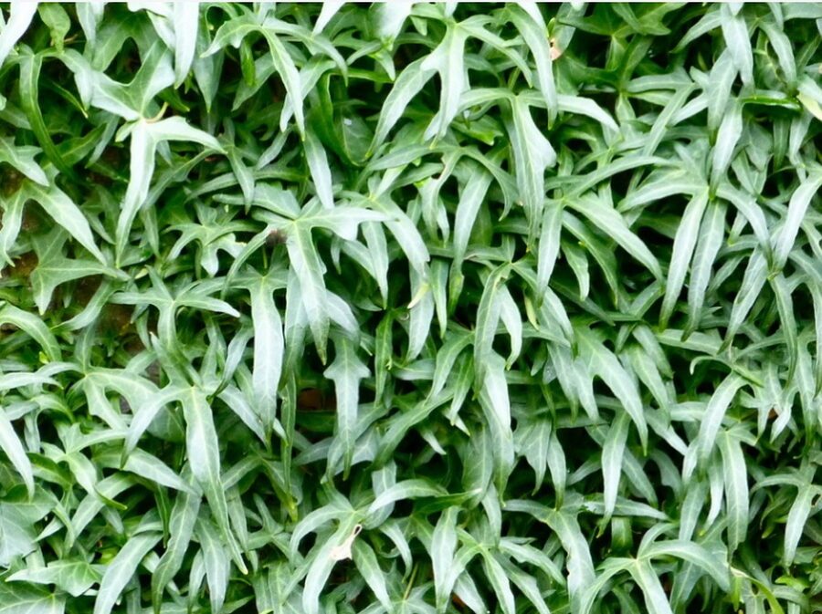 Hedera helix 'Star'