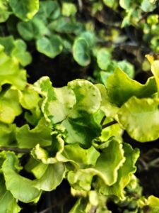 Hedera helix 'Steven'