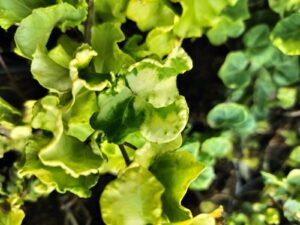 Hedera helix 'Steven'