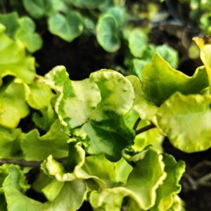 Hedera helix ‘Steven’ – Lierre d’ornement