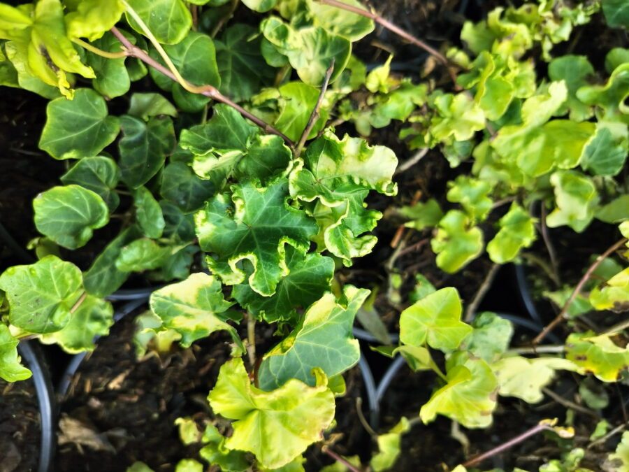 Hedera helix 'Steven'