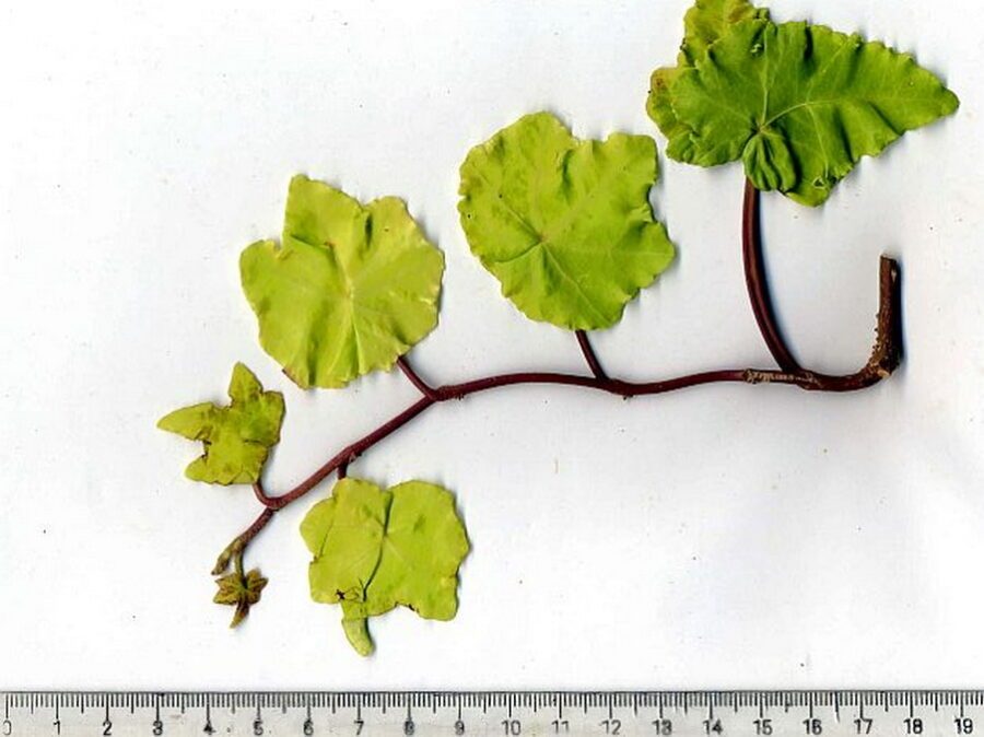 Hedera helix 'Steven'