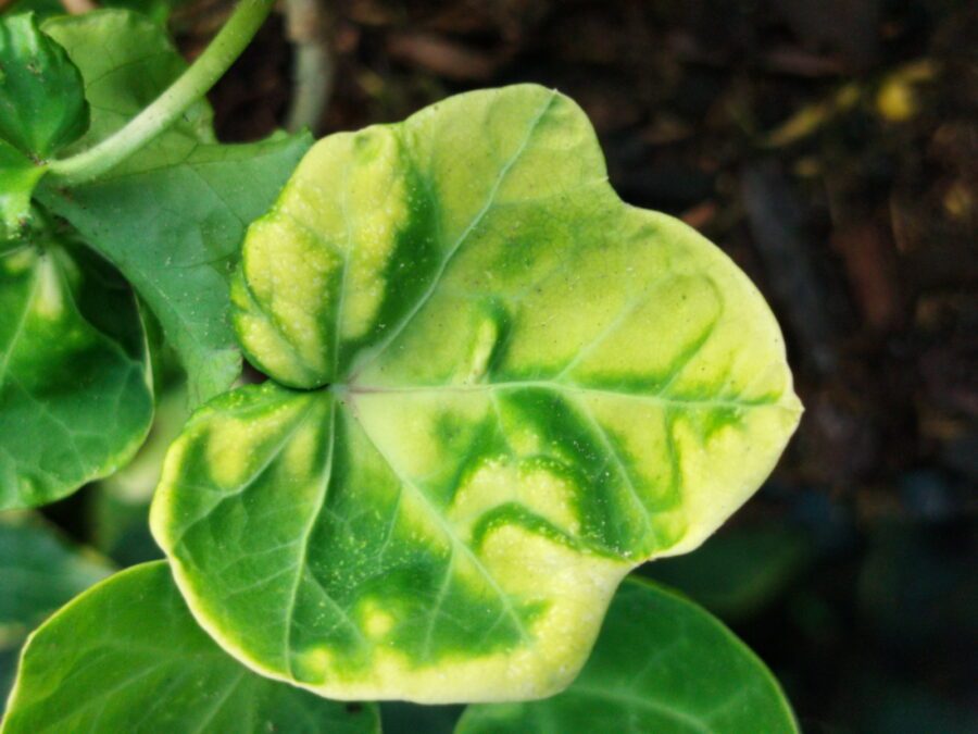 Hedera helix 'Steven'