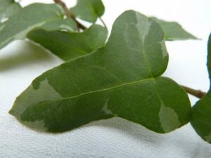 Hedera helix 'Szara Stopka'