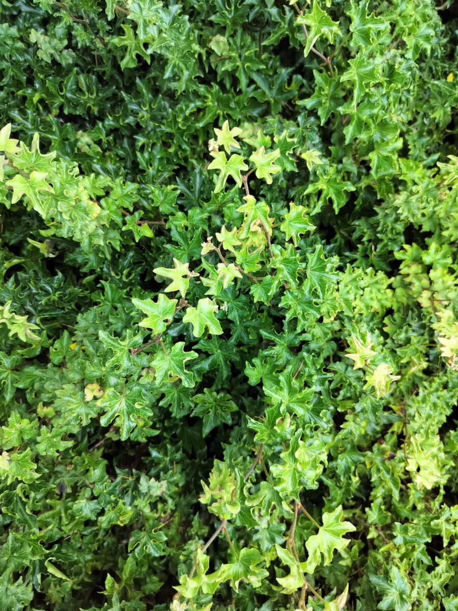 Hedera helix 'Tango'