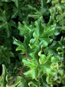 Hedera helix 'Tango'