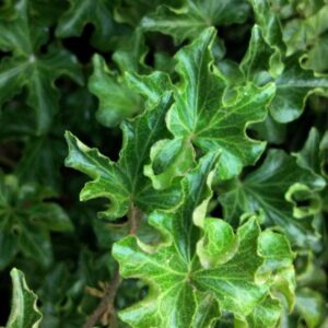 Hedera helix ‘Tango’ – Lierre d’ornement