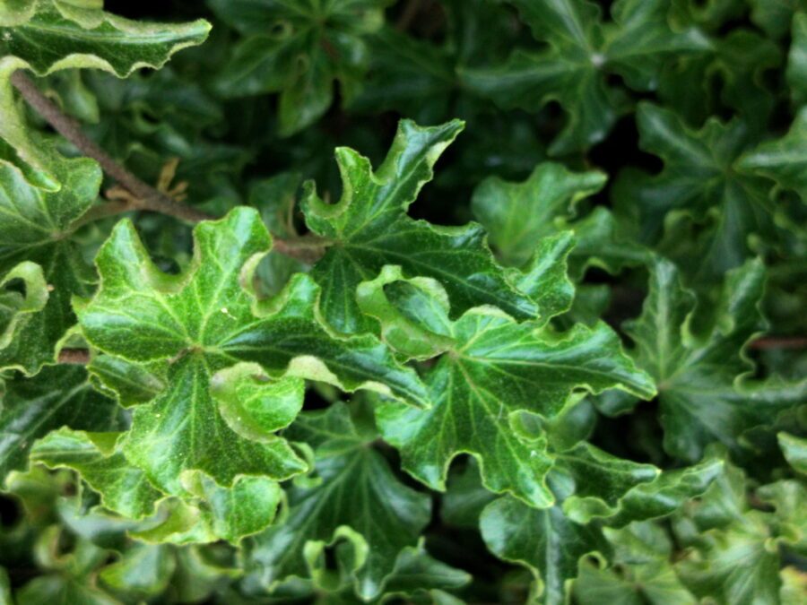 Hedera helix 'Tango'