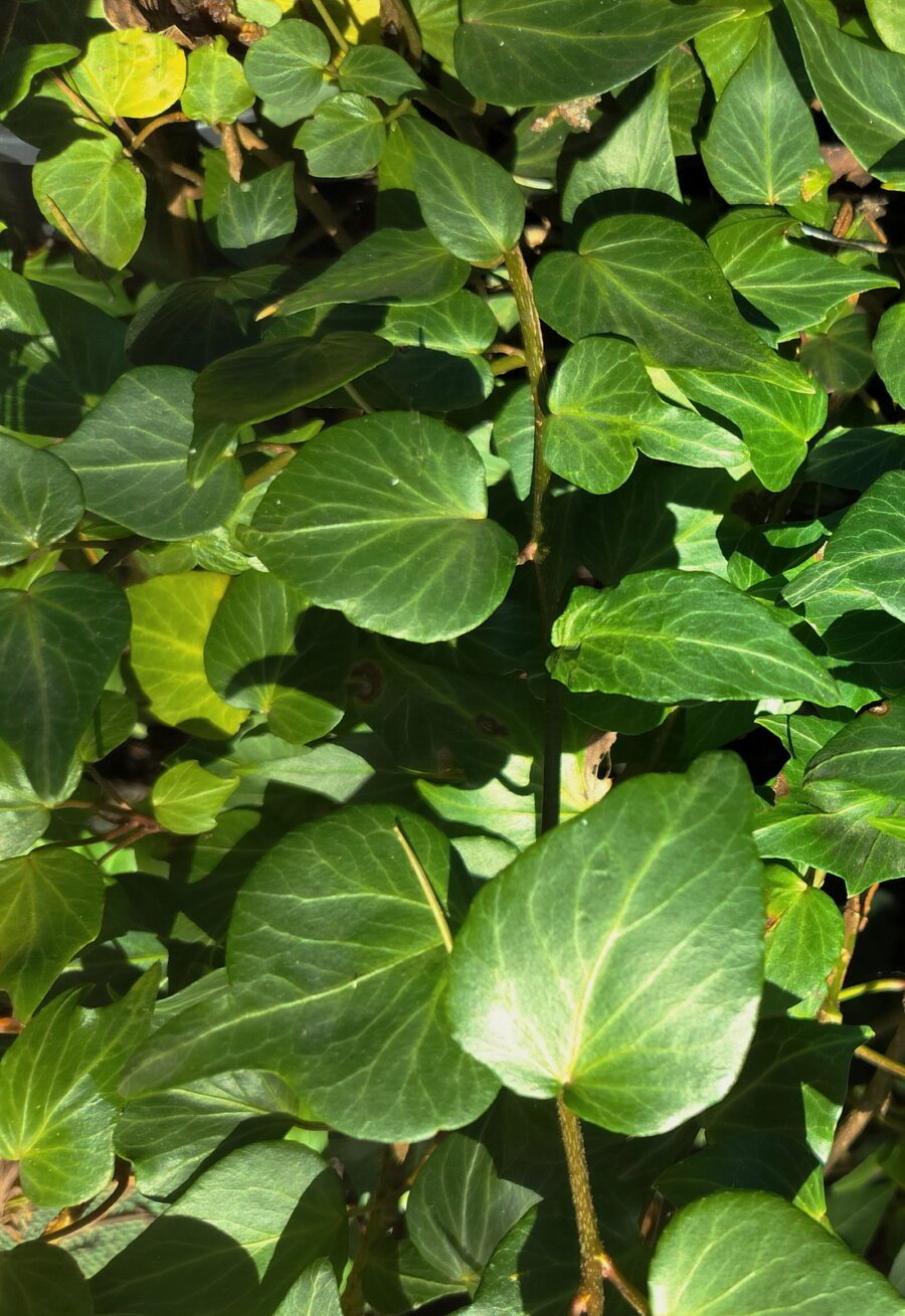 Hedera helix 'Teardrop'