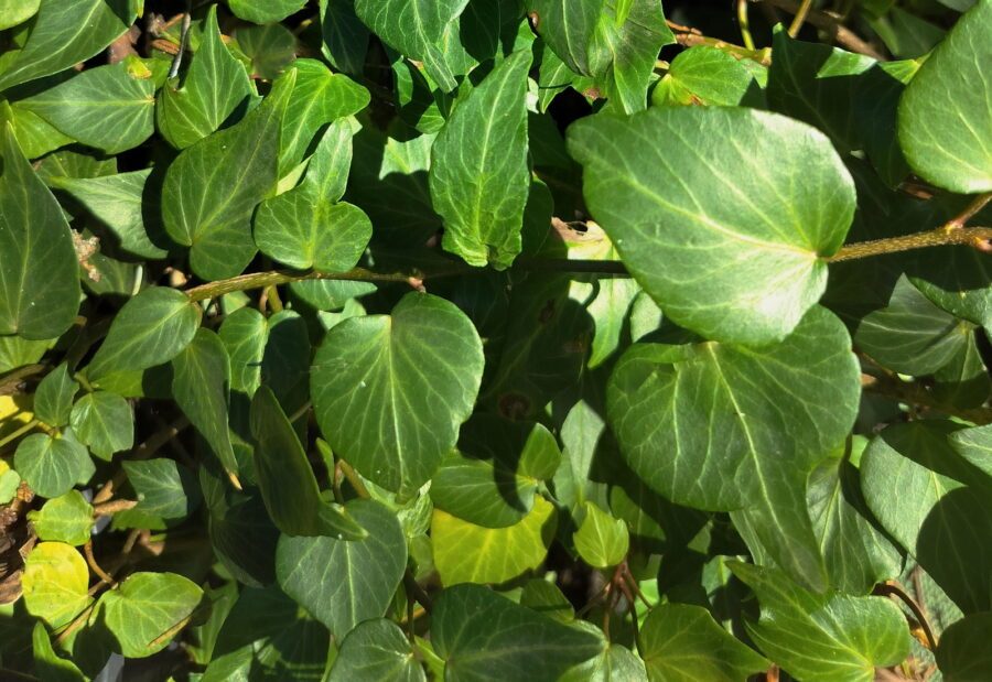 Hedera helix 'Teardrop'