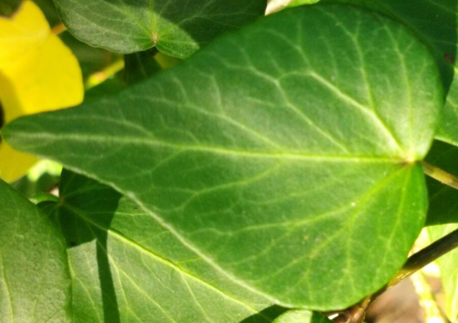 Hedera helix 'Teardrop'