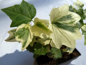 Hedera helix 'Temptation'