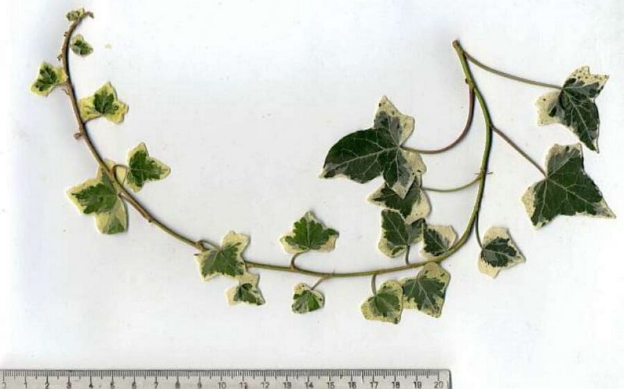 Hedera helix 'Teneriffe'