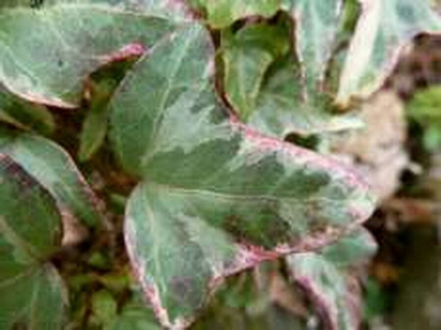 Hedera helix 'Tristram'