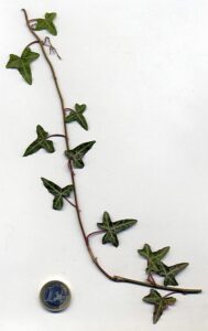 Hedera helix 'Typ Von Helensburgh'