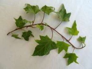 Hedera helix 'Vitis'