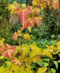 Hedera helix 'Waccamaw