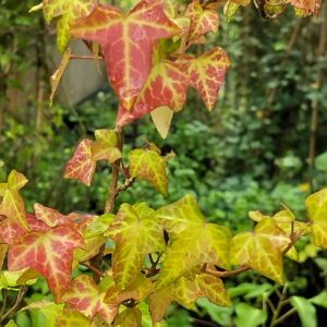 Hedera helix ‘Waccamaw’- Lierre d’ornement