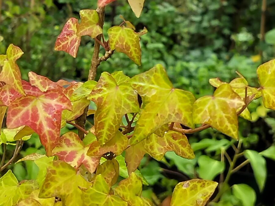 Hedera helix 'Waccamaw