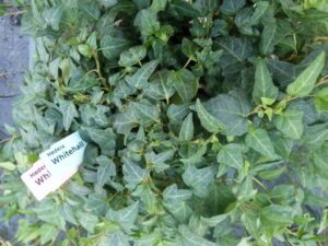 Hedera helix 'Whitehall'