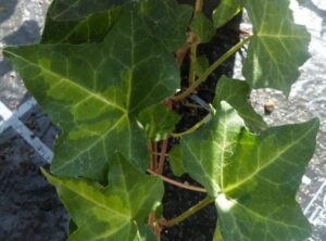 Hedera helix 'Yellow Mist'