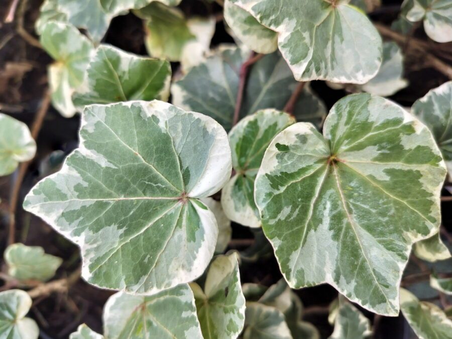 Hedera helix 'Zebra'