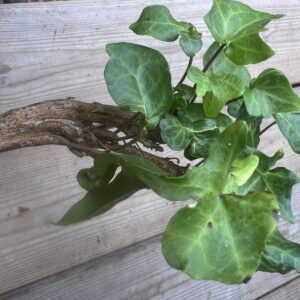 Hedera helix ‘Chedglow Fasciated’ – Lierre d’ornement