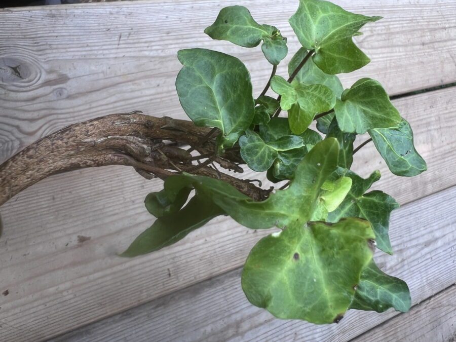 Hedera helix 'Chedglow Fasciated'