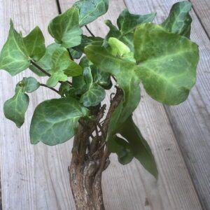 Hedera helix 'Chedglow Fasciated' - Ornamental ivy