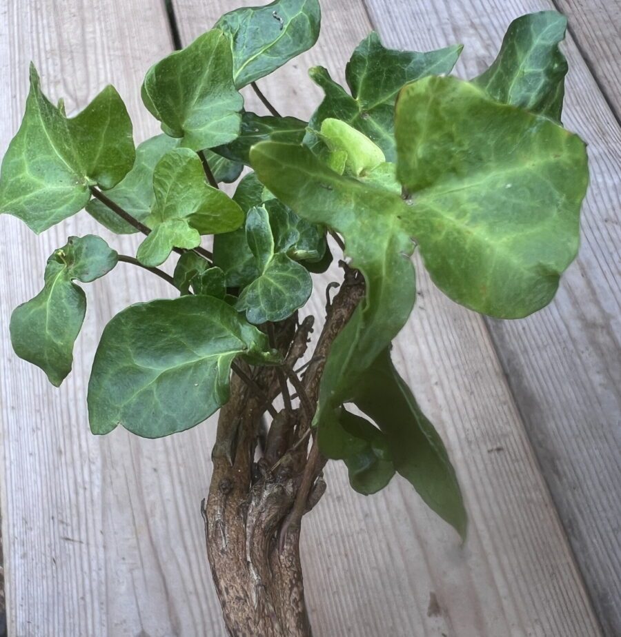Hedera helix ‘Chedglow Fasciated’_4