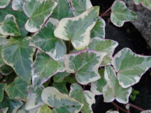 Hedera helix 'White Snow'